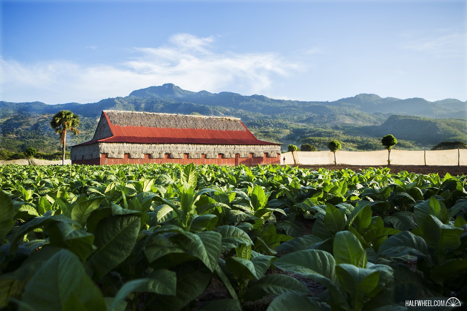 The sun rises over a field of tobacco and curing barn.