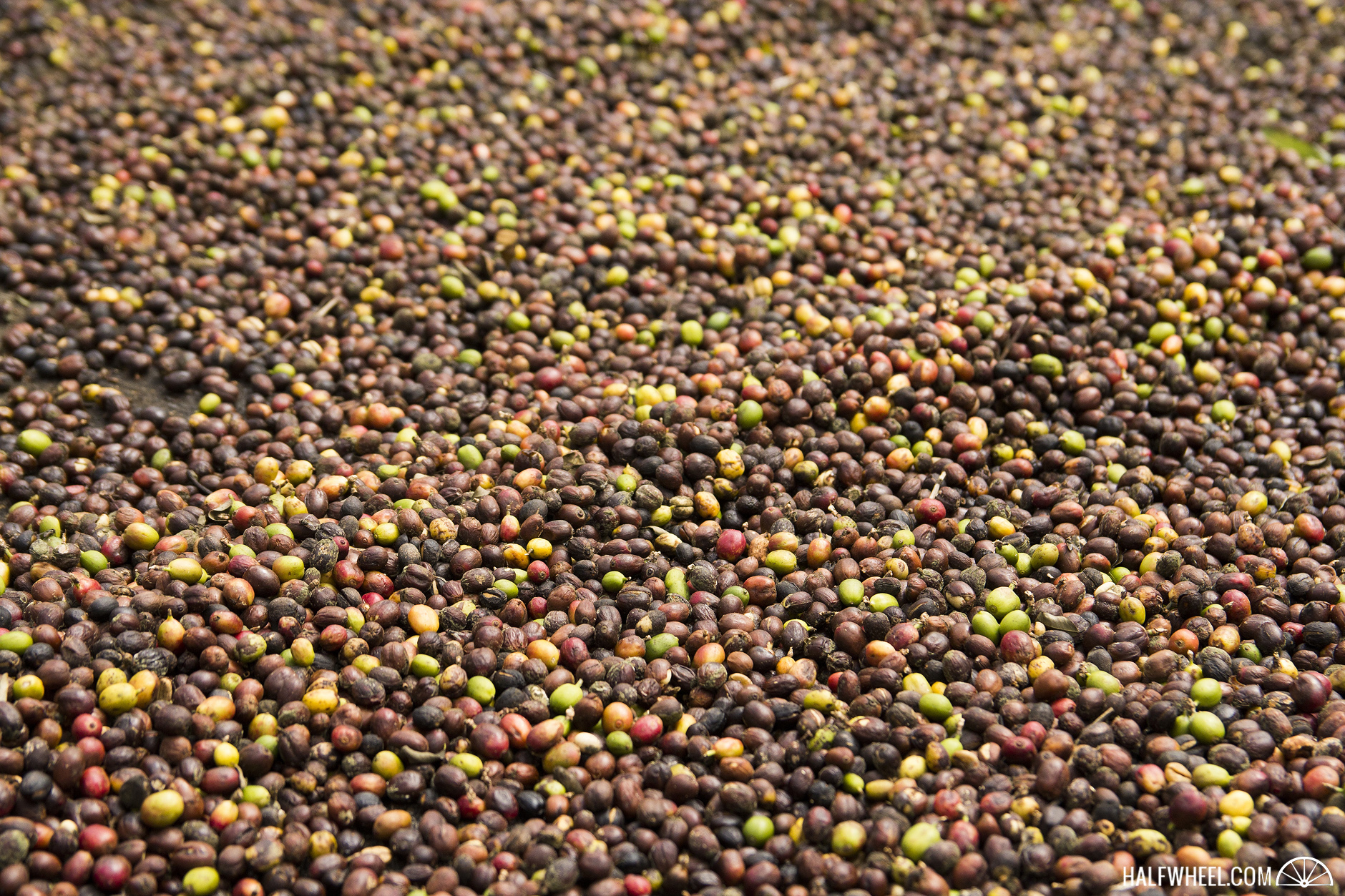 purosabor-2017-coffee-beans
