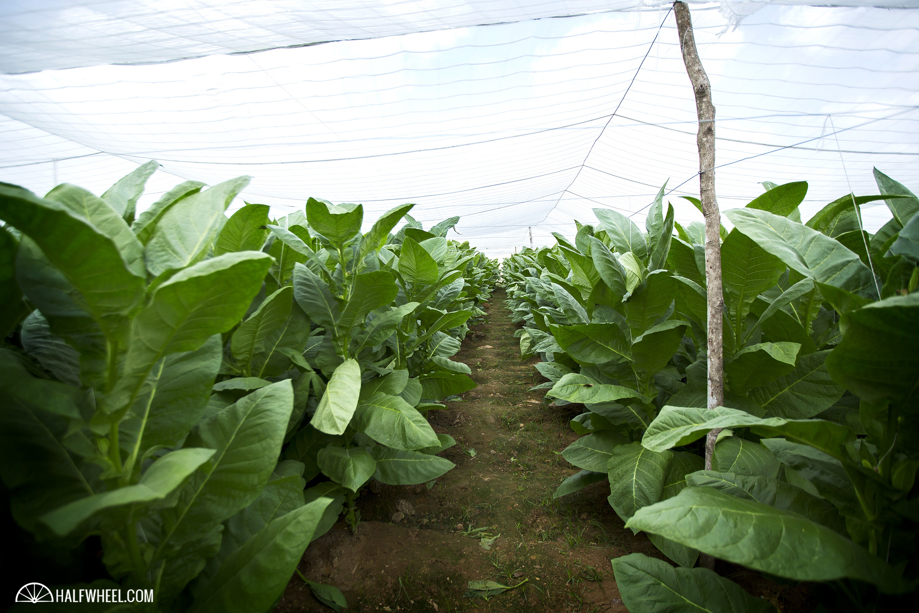 Festival del Habano XIX Day 2 Hector Luis Prieto Farm Shade Grown Tobacco Field
